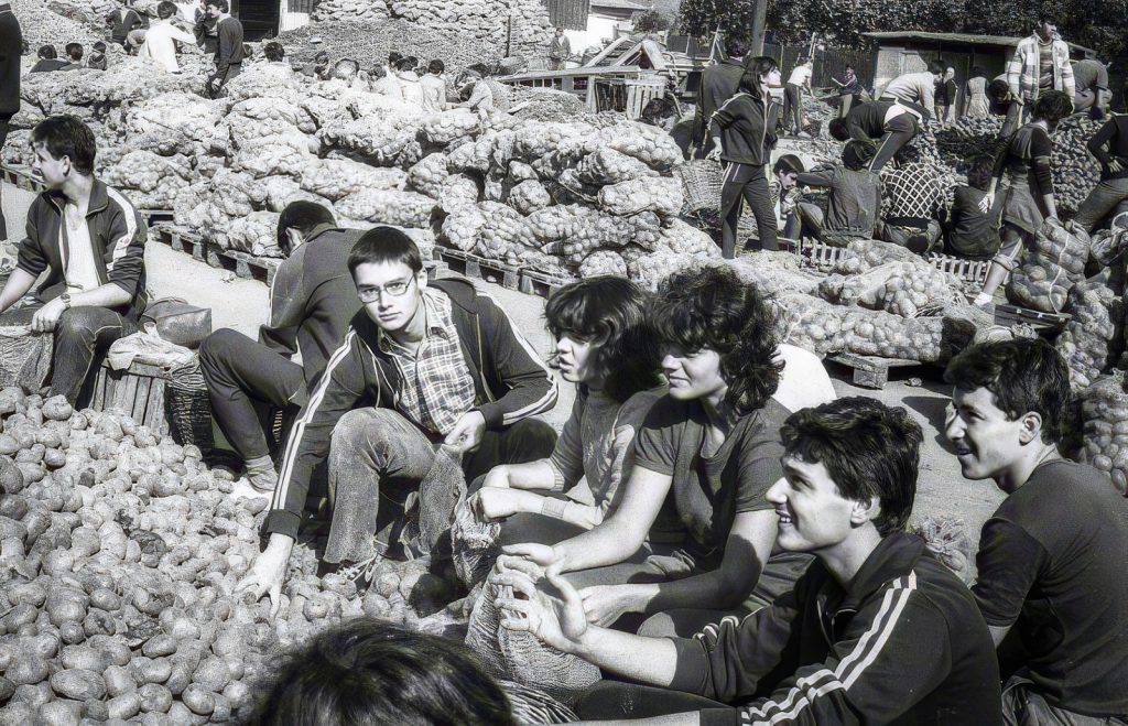 Studenti e operai rumeni impegnati nei lavori agricoli collettivi durante il regime comunista, esempio di vita in Romania sotto il comunismo.