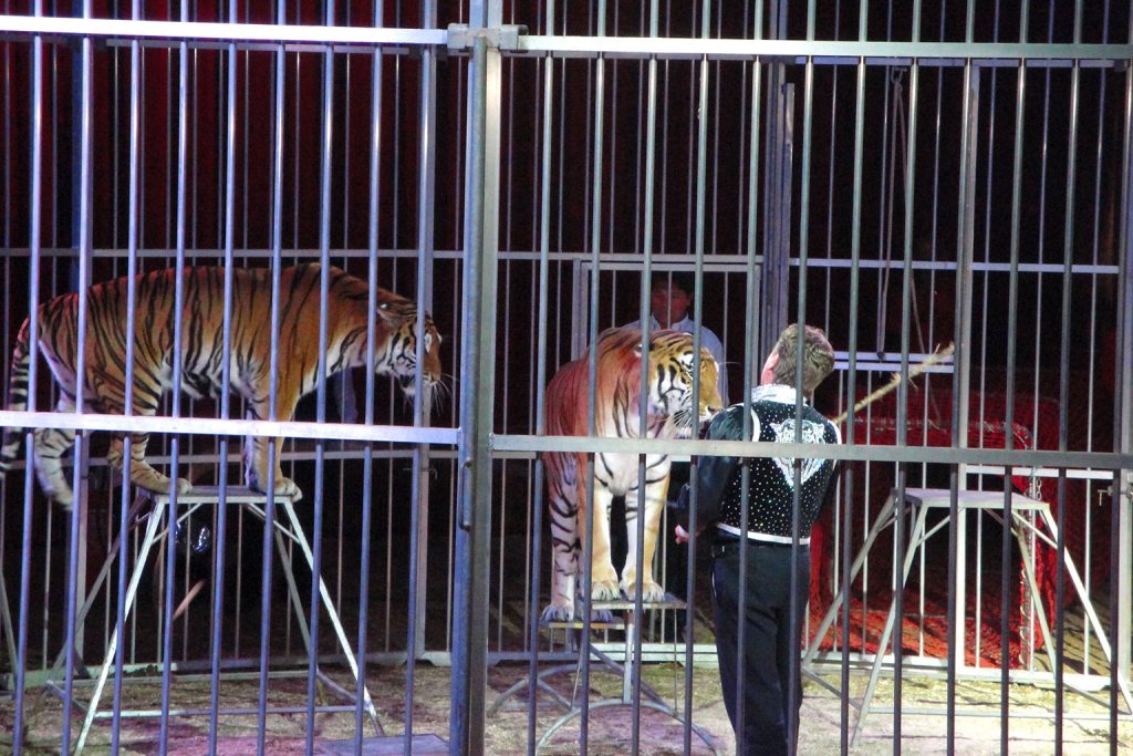 Arrivo di mia moglie in Italia: primo ingresso nel circo negli anni ’90 durante lo smontaggio notturno dopo lo spettacolo.